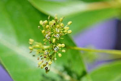 Nyssa sylvatica - tupela lesní - květ - detail